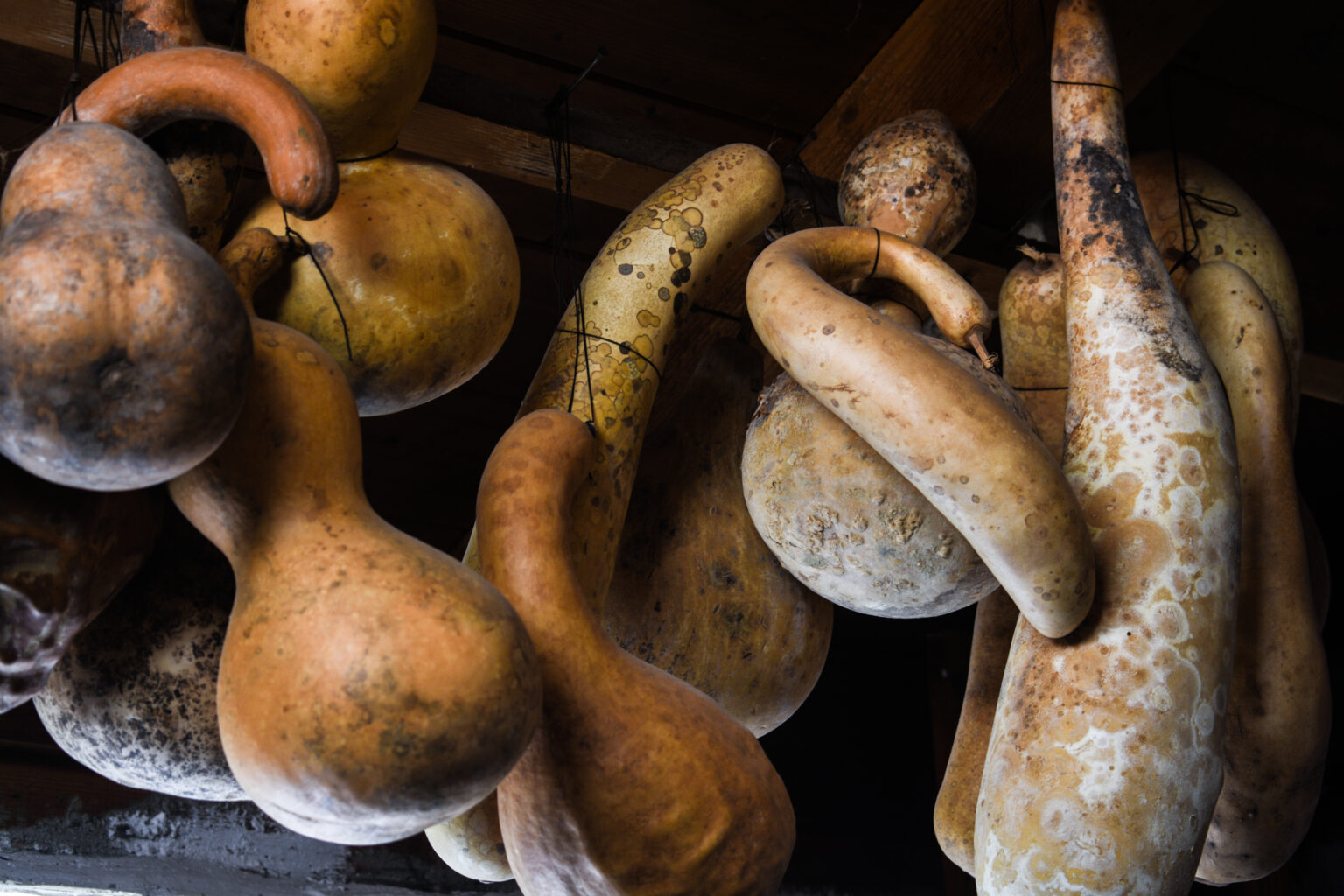 Cucurbita Sapiens Orchestra